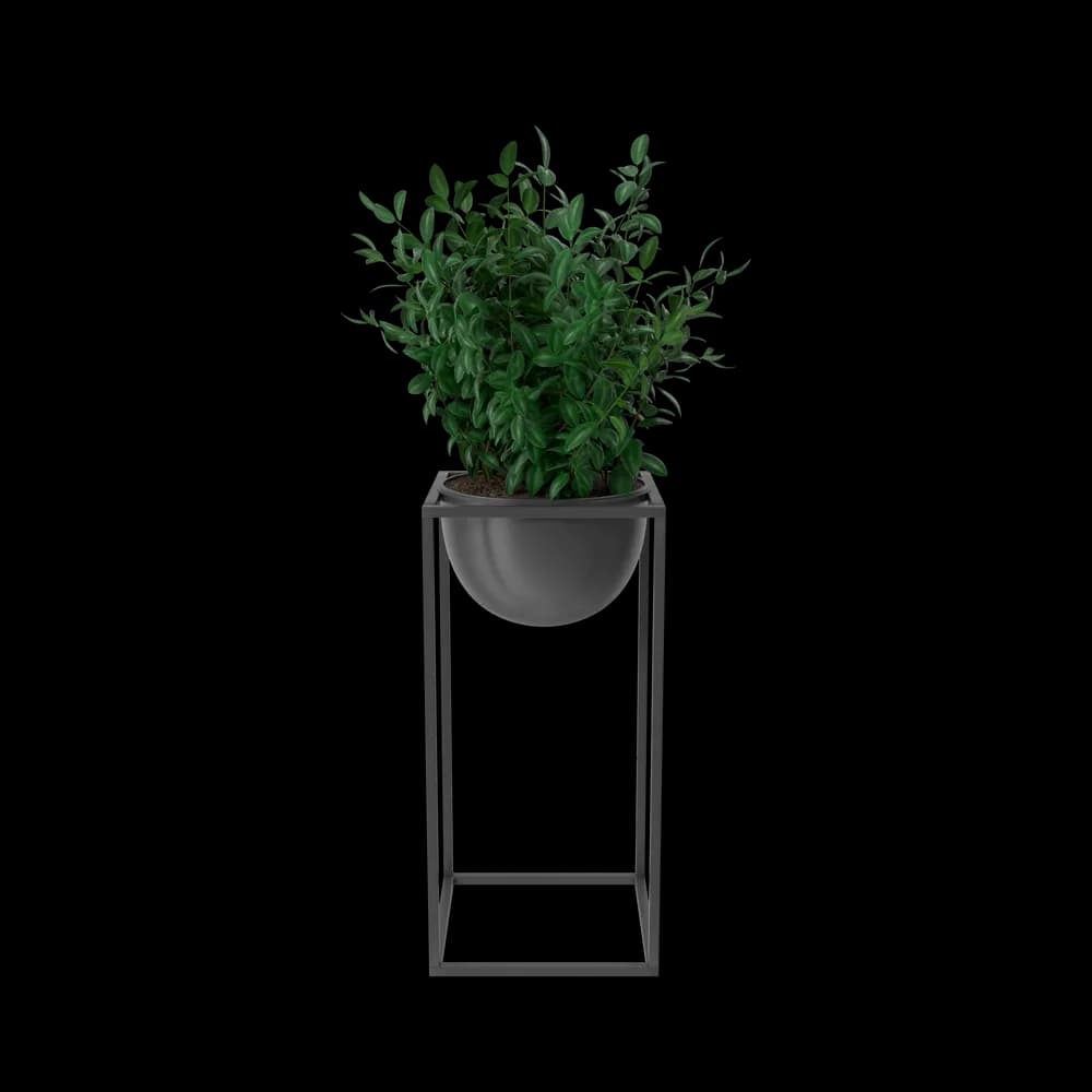 House Showpiece Plant image 1