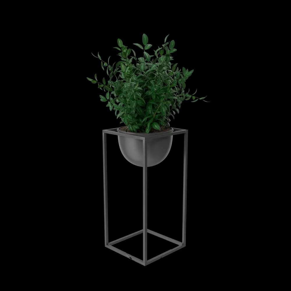 House Showpiece Plant image 2