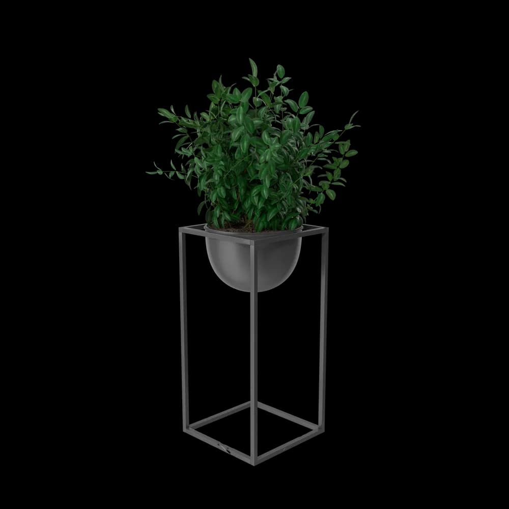 House Showpiece Plant image 3