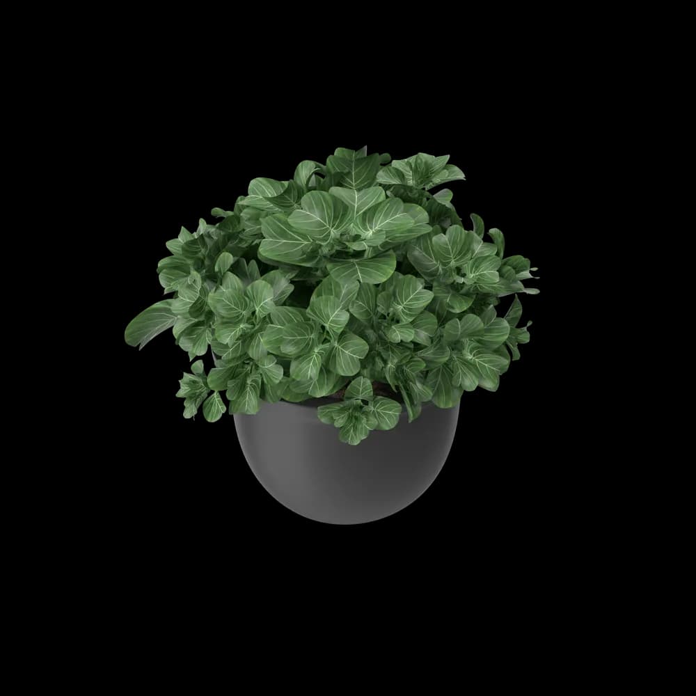 Plant Pot image 3