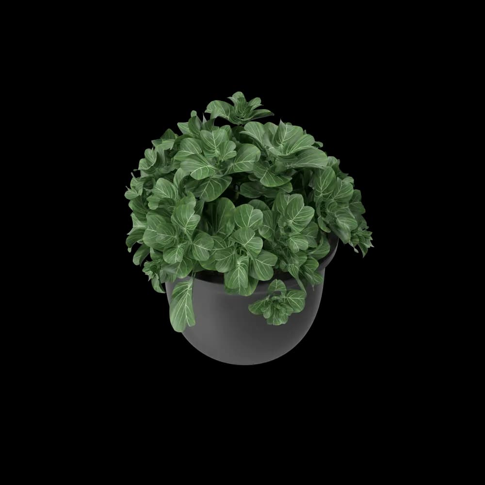 Plant Pot image 4